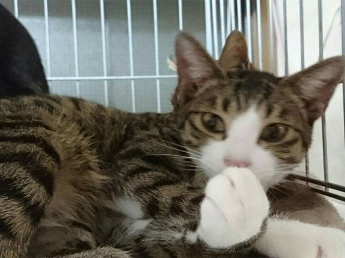 子猫時代、大きな手も可愛らしい