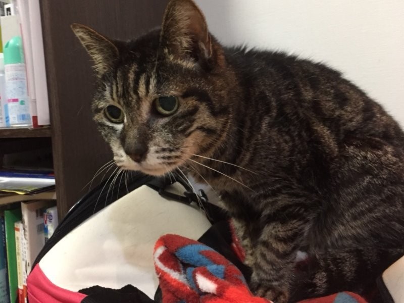 「新たなおうちは温かくて、孫みたいな猫もいた」