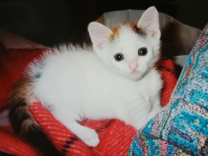 以前住んでいた家の近くの線路脇で鳴いていたラブ、小さくあどけなかった