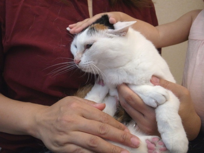 家族になぜてもらうのは嬉しいの