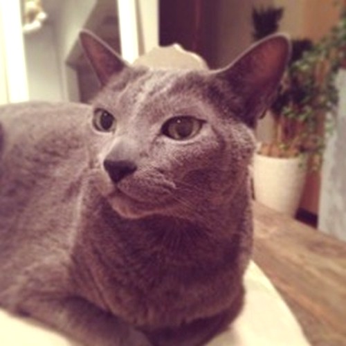 新井さんが13年過ごした、美しい愛猫ミウ君