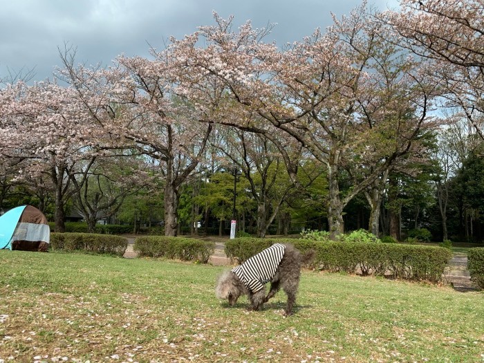 膵炎かもしれないと言われた後、少し体調が良いときに行ったお花見。この後わずか2カ月でお別れすることになるなど想像もしていなかった(圭さん提供)
