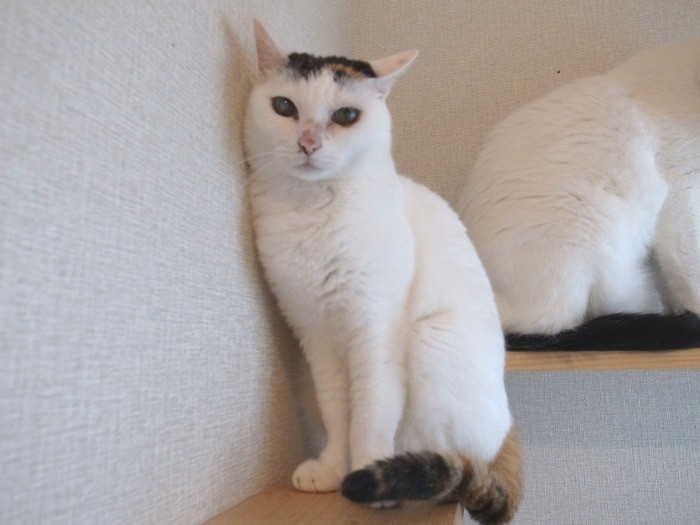 乗り猫用の棚は、ご主人作