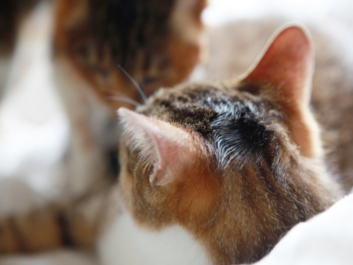 くま婆やによる毛繕いのあと