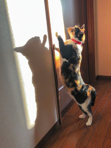 朝日の中で、ひとり遊び