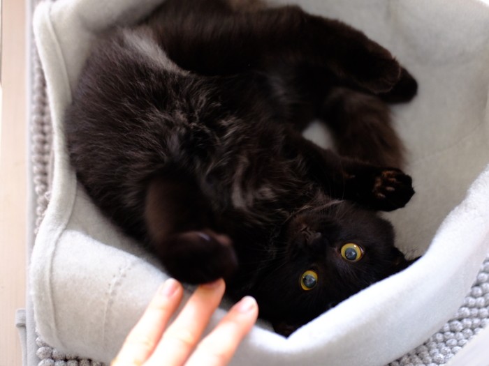 「悩殺ポーズで、みんなをもっと夢中にさせちゃおう」(亜実さん提供)