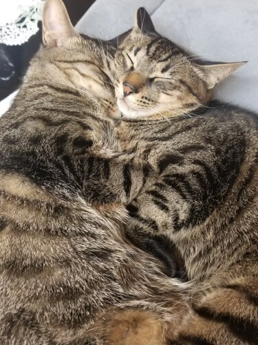 大きくなっても、ぎゅーっ!たいがは尾が長く、はやては尾曲がり。顔が似すぎて、子猫の頃は区別が付かなかったそう(たい平さん提供)