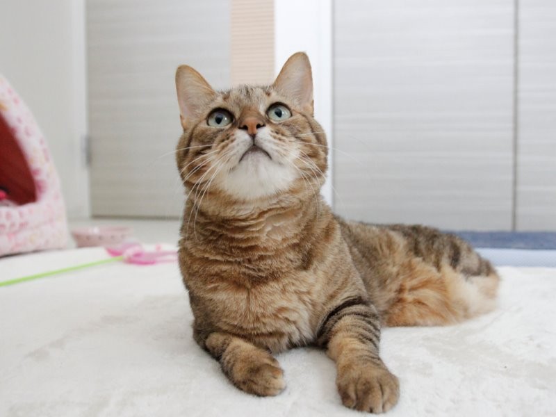 倉敷保健所より引き出した4歳の雌めめは、車のエンジンルームに巻き込まれ後ろ足2本を失った。
「これからの季節は「猫バンバン」「ボンネットコンコン」をすることで、猫たちの命が助かることが多くあります」とtekoさんはいう。(tekoさん提供)