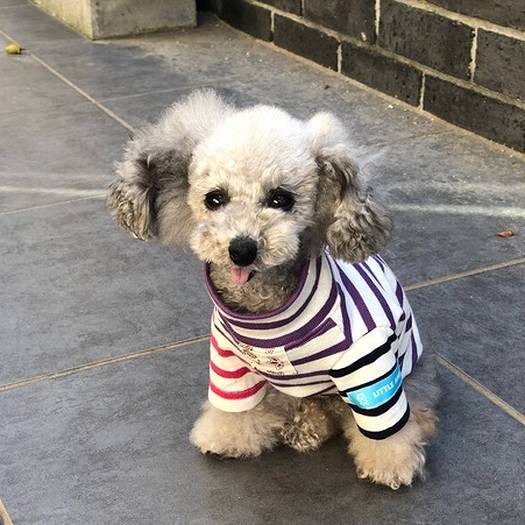 2度目のトリミング後、少しずつきれいな被毛に