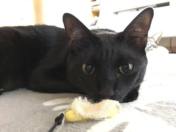 ちょっとわるさをしてしまいました