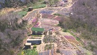 志々島の「天空の花畑」にトイレを…花を育てる親子が資金募る 香川・三豊市