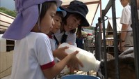 畜産に興味を… 保育園児が牛にミルク飲ませる体験 岡山・新見市
