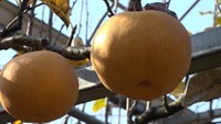 大きいものは2キロを超える愛宕(あたご)梨 真庭市で収穫が始まる 岡山