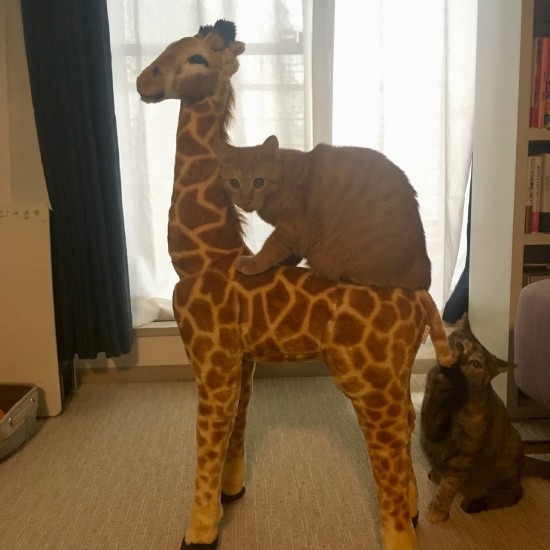 「キリンに乗ったぜ」「あたしにも乗らせて」(毛をむしるのでキリンは友人宅に引っ越ししたそう)(池田さん提供)