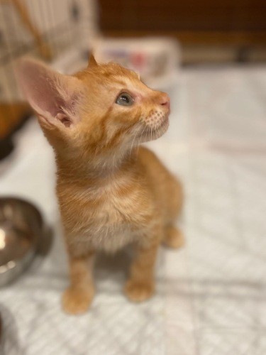 夏に一時預かりした子猫ちゃん、無事にすてきな家族が見つかったそうです(千鶴子さん提供)