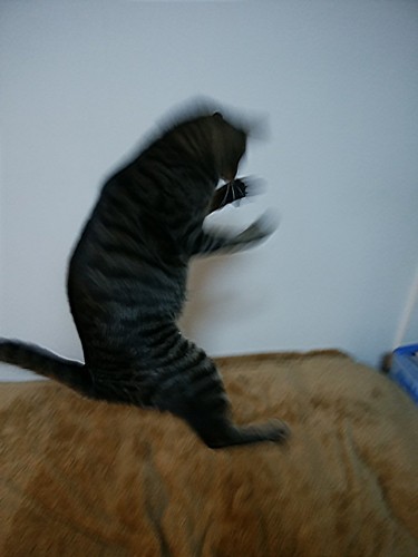 あちょーっ、飛びながらキャッチ