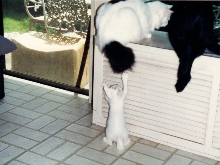 お兄ちゃんがしっぽで遊んでくれてウレシイ