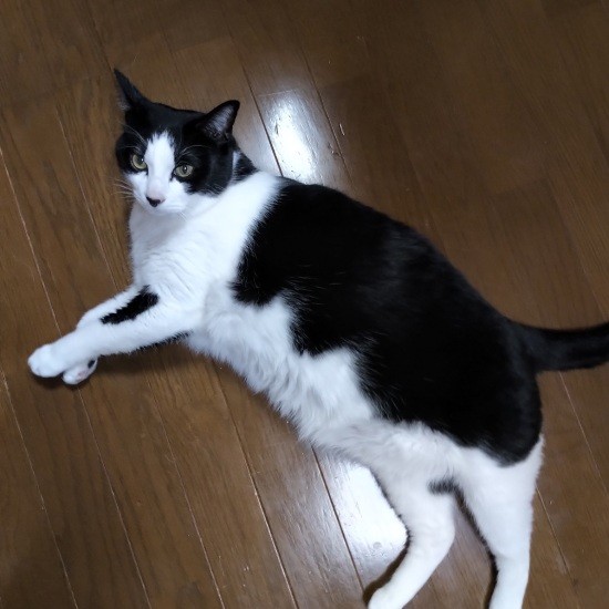 兄弟のハヤテ君。大柄イケメンという感じ(ハヤテ君のパパ提供)