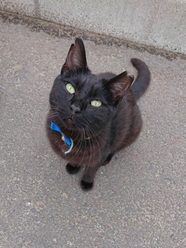 黒猫のさくら耳になったほっぺくん(美里さん提供)