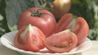 おいしいトマトの見分け方は?長持ちさせるには? トマトにまつわる疑問【みんなのハテナ】