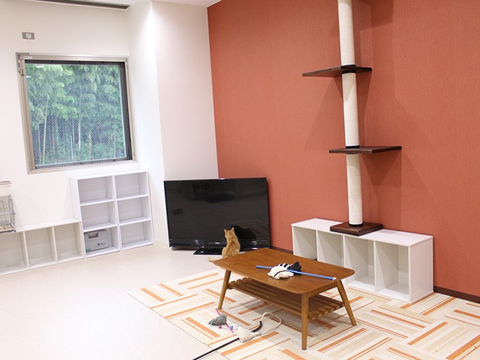 なぜかテレビの前がお気に入り