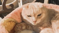 誰が触っても全く怒らない人気看板猫「ゆうちゃん」の肉球に癒やされて!11月29日はいい肉球の日 高松市【ほっとマルシェ】