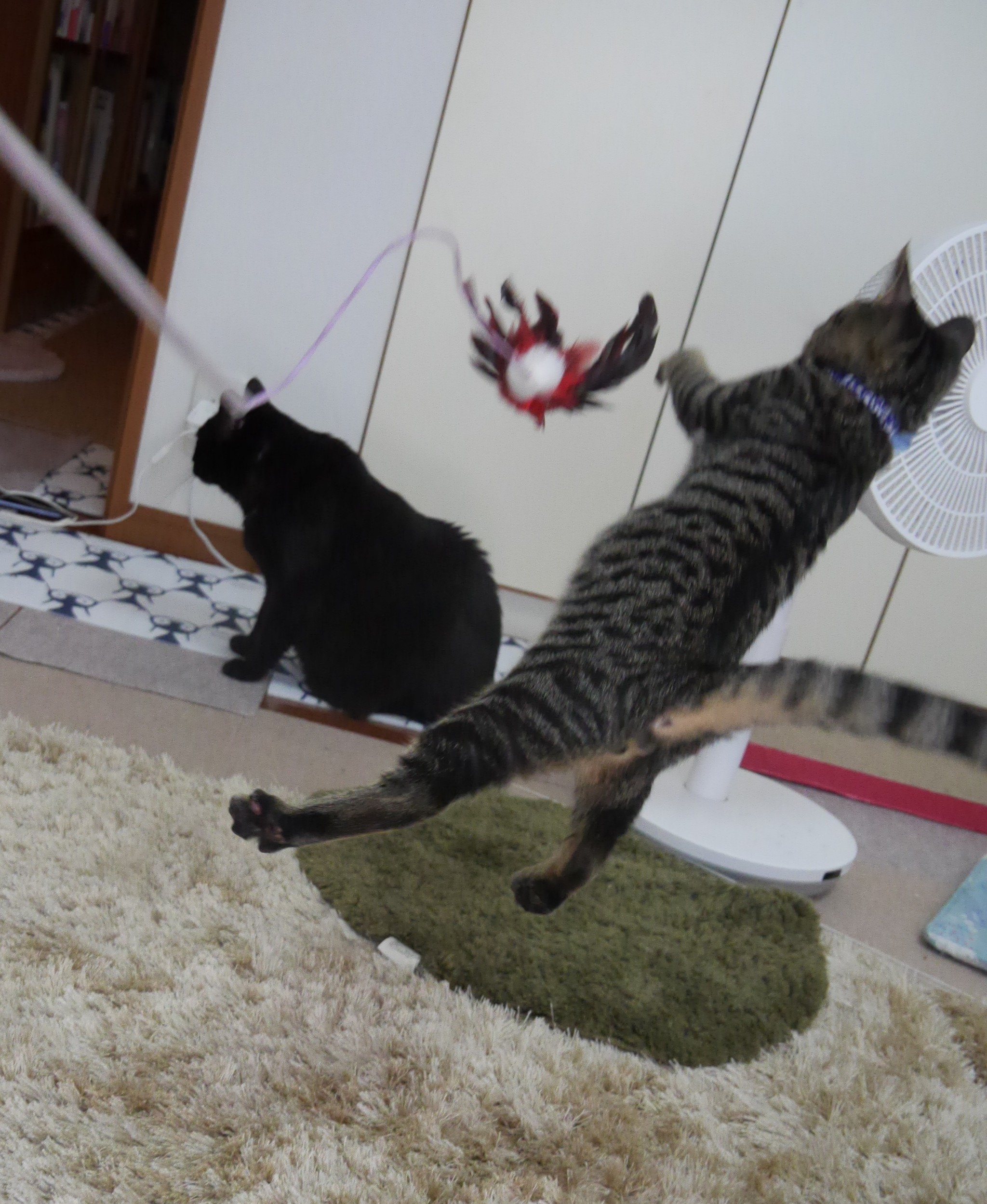 子猫時代はもっと身軽に飛んでたけどね