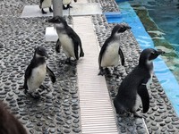 ケープペンギンの赤ちゃん 4羽の愛称決まる 香川・四国水族館