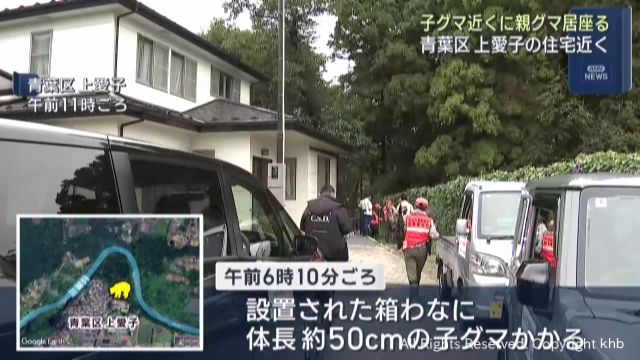 子グマがわなに掛かり親グマが離れず 仙台・青葉区上愛子の山林