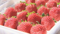 夏イチゴ「夏瑞」のお味は? 閉校になった小中学校で栽培 香川