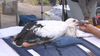 コウノトリのひな3羽に足環を取り付け 7月に巣立ちか 香川・まんのう町で2年連続ふ化