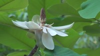 開いた花は直径20cmにも…花も葉も日本最大級サイズ!「ホオノキ」咲き始める 岡山・吉備中央町