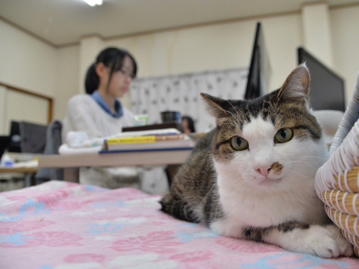 事故にあって倒れていたところを社員に保護された、ごまお(推定6歳)