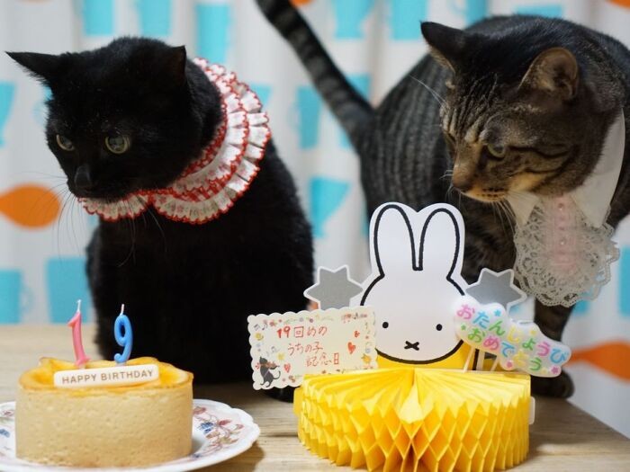 「これ食べられるの?」お祝いのネコネコチーズケーキはママが食べました!