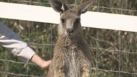 ドイツの森が“ふれあい広場”をリニューアル 新たにカンガルーも仲間入り♪ 岡山・赤磐市