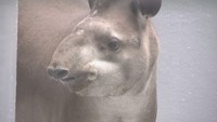 池田動物園にアメリカバク「ルーニー」くんが仲間入り リラックスした様子でバナナパクパク 岡山