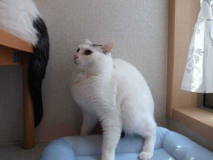 とにかくゴマくんを追いかけます