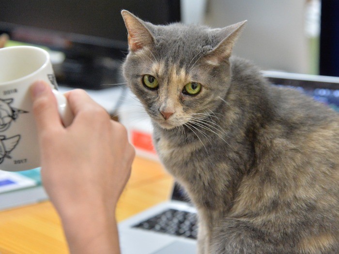 ふたばの娘、さくら(13歳)