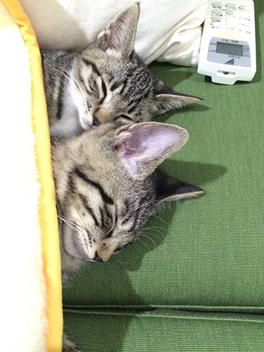 こんな寝顔をみたら癒やされそう(みんなのマーケット提供)