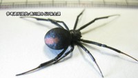セアカゴケグモが2匹見つかる 香川・坂出市