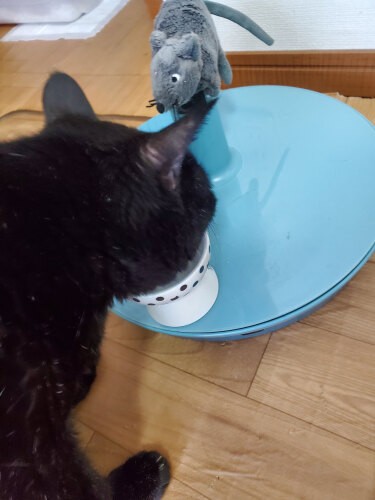 食事も扇風機の台の上