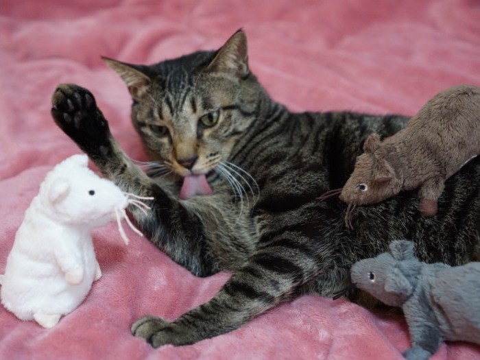 君たち、よく太っているね