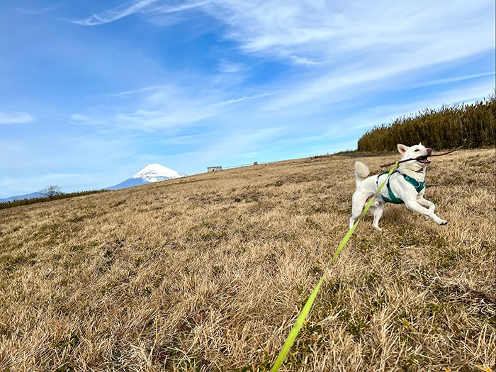 十国峠の富士山の見える山頂にて。枝をくわえるのも大好き