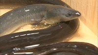 旬は冬!ウナギの出荷準備進む 岡山・津山市