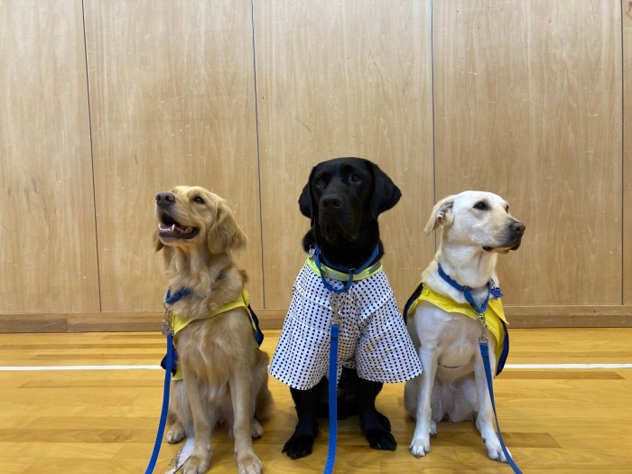 いつもはしゃべらない児童相談所に保護されている子供が、犬たちが来訪の日には冗舌になることもあるそう。犬のチカラが自然と感情を引き出す