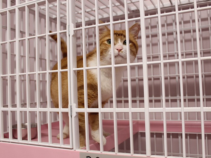 譲渡対象になっている成猫、性格なども分かる