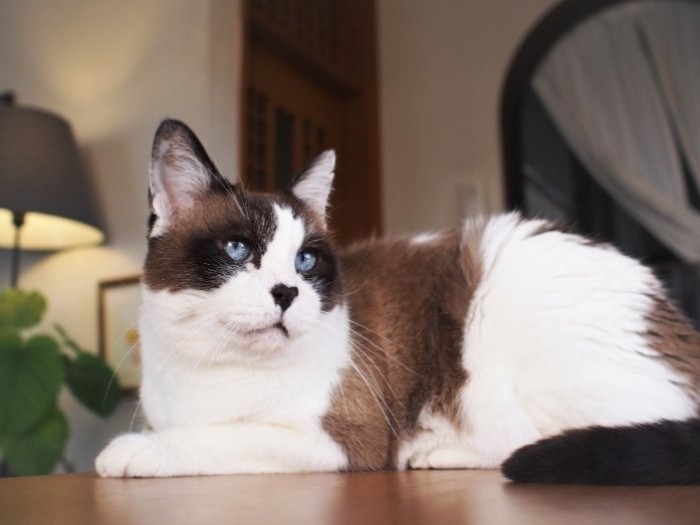 水色の瞳とハートの鼻先がチャームポイント