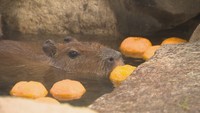 12月22日は冬至 カピバラにゆず湯をプレゼント 顔まで浸かって一年を元気に 岡山市・池田動物園