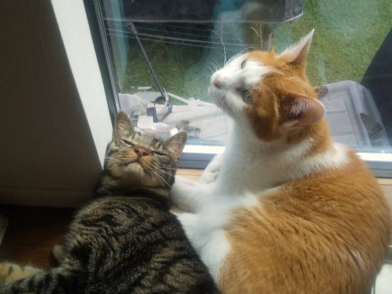 夏の暑いときでも、なぜだかキッチンの窓辺が猫たちに人気。普段はエンマが寝ていることが多い場所ですが、この日は梵&アルの仲良しコンビがいちゃいちゃしてました。