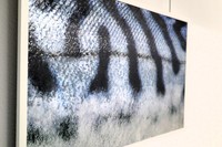 うろこで分かる?魚の種類 四国水族館で「さかなかるた展」 3月20日から開催 香川・宇多津町